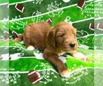 Small Photo #6 Goldendoodle Puppy For Sale in TOLEDO, OH, USA