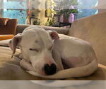 Small #5 Mutt