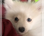 Small Photo #38 Pomsky Puppy For Sale in GOLDEN VALLEY, AZ, USA