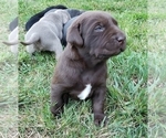 Puppy 2 Labrador Retriever