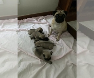 Pug Puppy for sale in GR, MI, USA