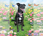 Small #2 Labrador Retriever Mix