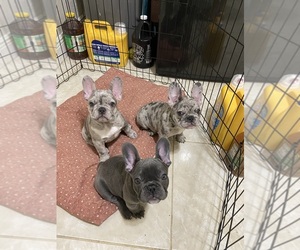 French Bulldog Puppy for sale in MIAMI, FL, USA