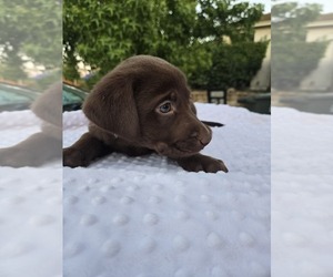 Labrador Retriever Puppy for sale in PITTSBURG, CA, USA