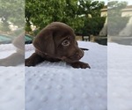 Small Labrador Retriever