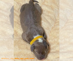 Small #26 American Bully