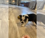 Small Photo #5 Boston Terrier Puppy For Sale in FREDONIA, KS, USA