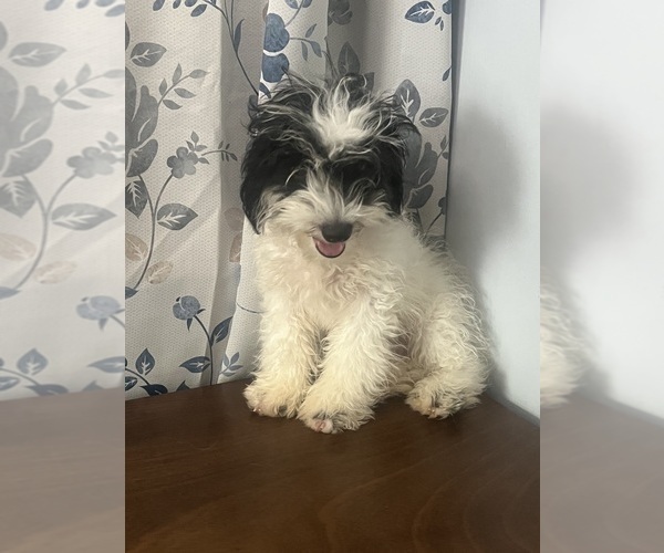 Medium Photo #13 Cavapoo-Poodle (Miniature) Mix Puppy For Sale in DURHAM, CT, USA