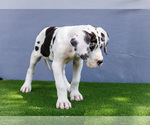 Small Photo #190 Great Dane Puppy For Sale in WAKARUSA, IN, USA