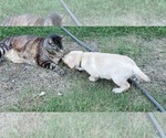 Small Photo #16 Labrador Retriever Puppy For Sale in OLYMPIA, WA, USA