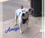 Small #2 American Staffordshire Terrier-Staffordshire Bull Terrier Mix