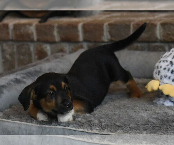 Medium Photo #2 Beagle-Border Collie Mix Puppy For Sale in Mechanicsburg, PA, USA