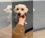 Small #1 Poodle (Miniature) Mix