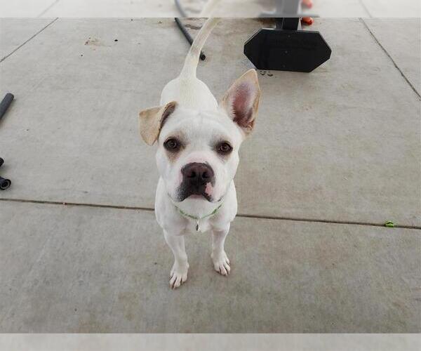 Medium Photo #2 Frengle Puppy For Sale in Elk Grove, CA, USA