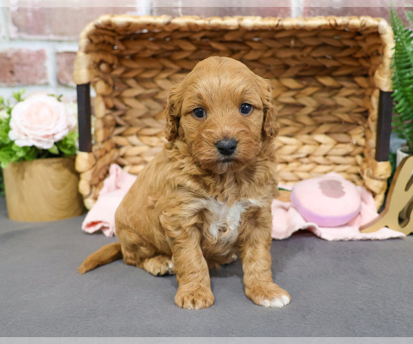 Medium Photo #9 Goldendoodle-Poodle (Toy) Mix Puppy For Sale in SYRACUSE, IN, USA