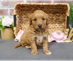 Small #8 Goldendoodle-Poodle (Toy) Mix
