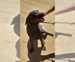 Small #2 Labrador Retriever Mix