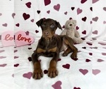 Small #2 Doberman Pinscher