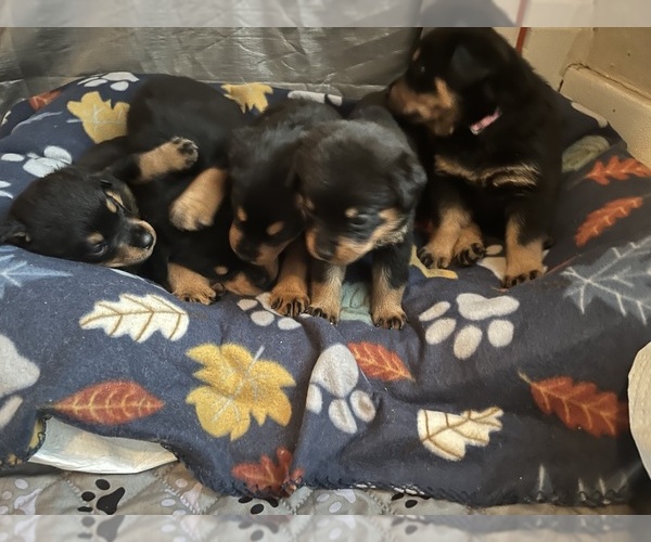 Medium Photo #4 Rottweiler Puppy For Sale in MARSHALL, MO, USA