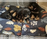 Small #3 Rottweiler