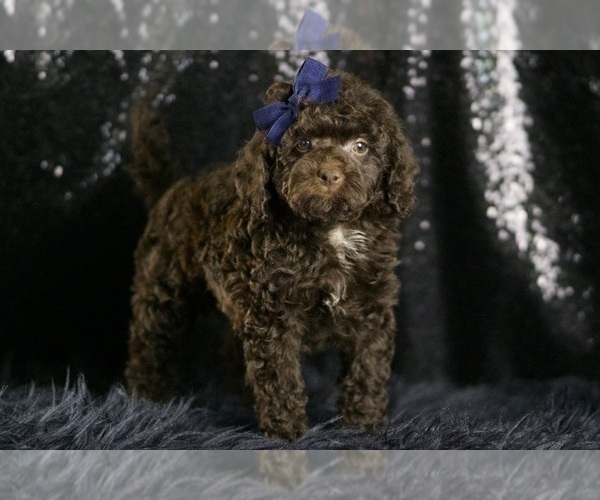 Medium Photo #7 Goldendoodle (Miniature) Puppy For Sale in WARSAW, IN, USA