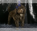 Small #6 Goldendoodle (Miniature)