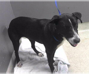 Bulldog-Siberian Husky Mix Dogs for adoption in Tallahassee, FL, USA