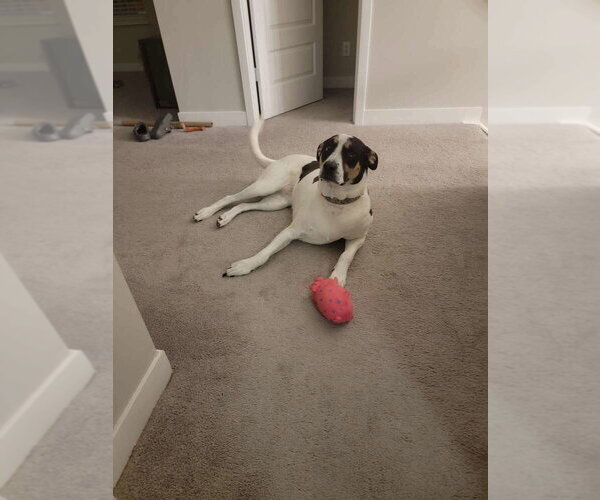 Medium Photo #1 Boxer-Unknown Mix Puppy For Sale in Aurora, IN, USA