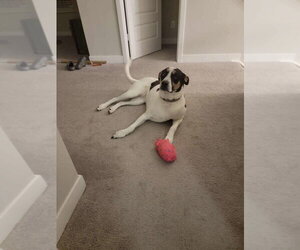 Boxer-Unknown Mix Dogs for adoption in Aurora, IN, USA