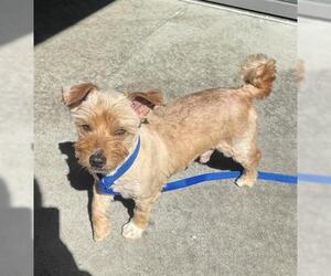 Mutt Dogs for adoption in San Martin, CA, USA