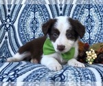 Small Photo #18 Australian Shepherd Puppy For Sale in LAKELAND, FL, USA