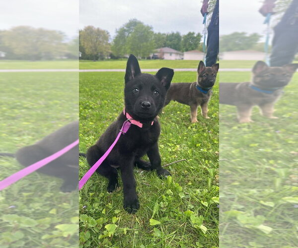 Medium Photo #1 Mutt Puppy For Sale in Imlay City, MI, USA