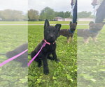 Small Mutt