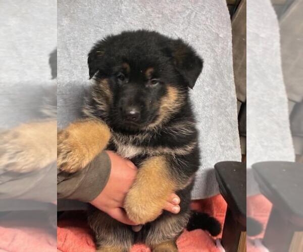Medium Photo #5 German Shepherd Dog Puppy For Sale in GREENWOOD, WI, USA