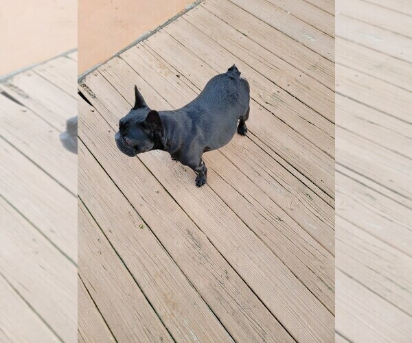 Medium Photo #1 French Bulldog Puppy For Sale in MCDONOUGH, GA, USA
