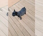 Small Photo #1 French Bulldog Puppy For Sale in MCDONOUGH, GA, USA
