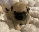 Small Photo #5 Pug Puppy For Sale in ZEBULON, NC, USA