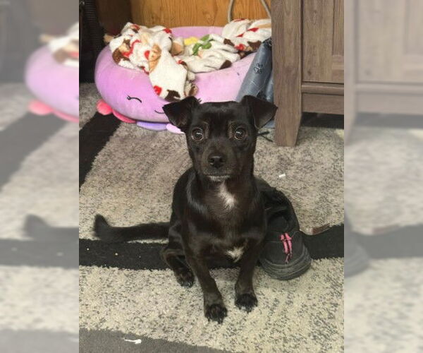 Medium Photo #2 Chihuahua Puppy For Sale in Visalia, CA, USA