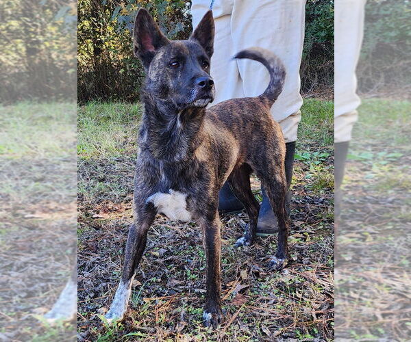 Medium Photo #4 Mutt Puppy For Sale in Wetumpka, AL, USA