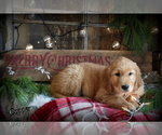 Small Photo #2 English Cream Golden Retriever Puppy For Sale in MC DOWELL, VA, USA
