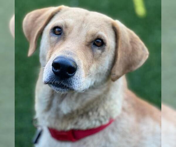 Medium Photo #3 Golden Labrador Puppy For Sale in San Diego, CA, USA