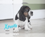 Small Photo #9 Basset Hound Puppy For Sale in SEQUIM, WA, USA