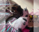 Small #2 American Pit Bull Terrier Mix