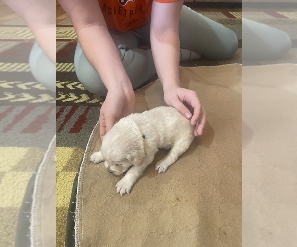 Medium Photo #7 Golden Retriever Puppy For Sale in CHELSEA, OK, USA