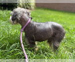 Small #2 Mutt