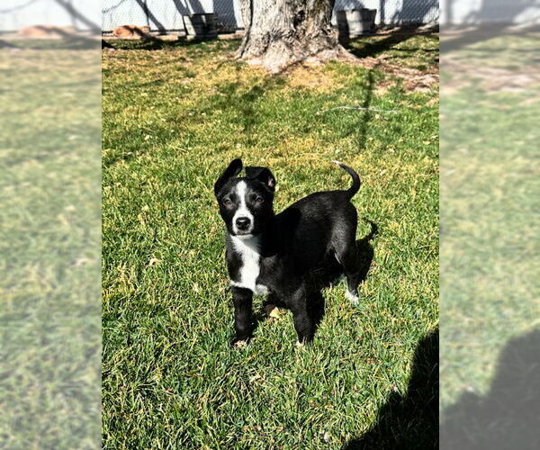 Medium Photo #5 Mutt Puppy For Sale in Sandy, UT, USA