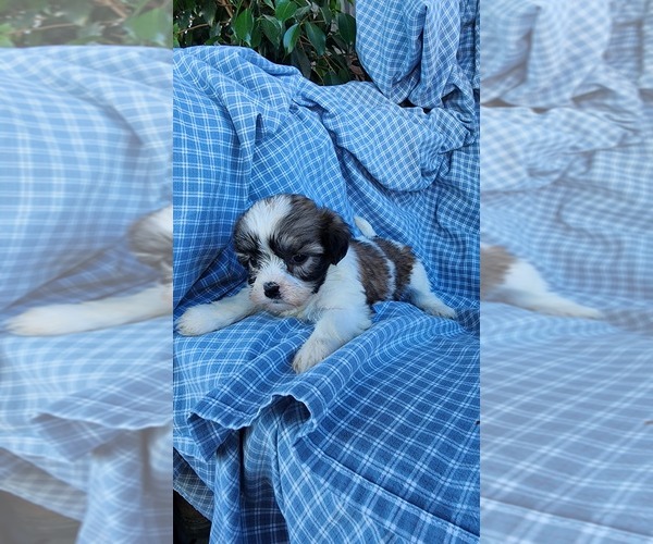 Medium Photo #14 Zuchon Puppy For Sale in GREENWOOD, WI, USA