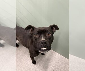 Boxer-Unknown Mix Dogs for adoption in Palmetto, FL, USA