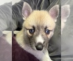 Small #20 Pomsky