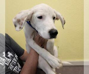 Great Pyrenees-Unknown Mix Dogs for adoption in Rockwall, TX, USA